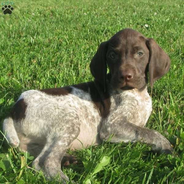 Harrison, German Shorthaired Pointer Puppy